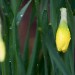 Wet Daffodils
