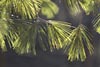 Evergreen Needles in the Sun