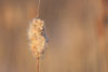 Puffy Cattail