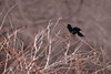 Squawking Red-Wing Blackbird