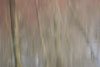 Blurred Reflections in a Pond