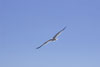 Soaring Seagull