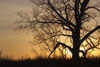Spooky Tree at Sunset