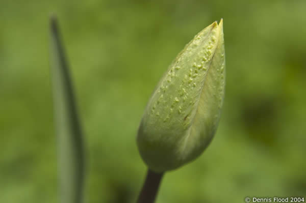 Green Tulip Bud
