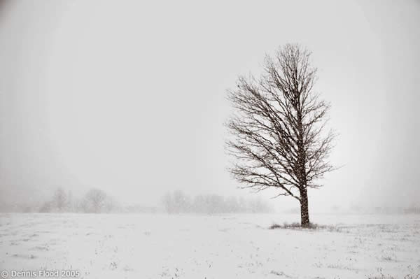 Weathered Tree in a Blizzard