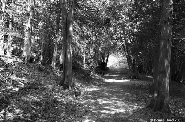 Evergreen Forest in Black and White