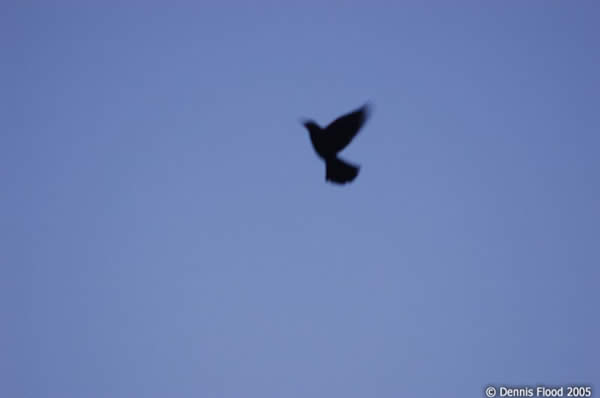 Bird Flying at Dusk