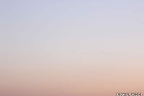 Seagull After Sunset