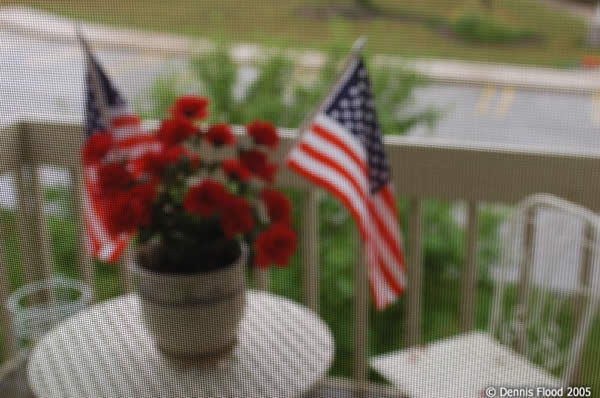Red Roses and American Flags