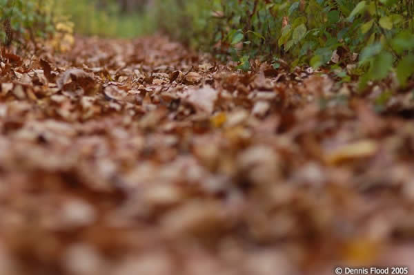 Fallen Leaves on the Ground