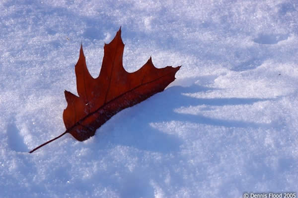 Oak Leaf in the Snow