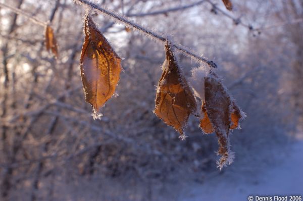Frosted Leaves in the Sun