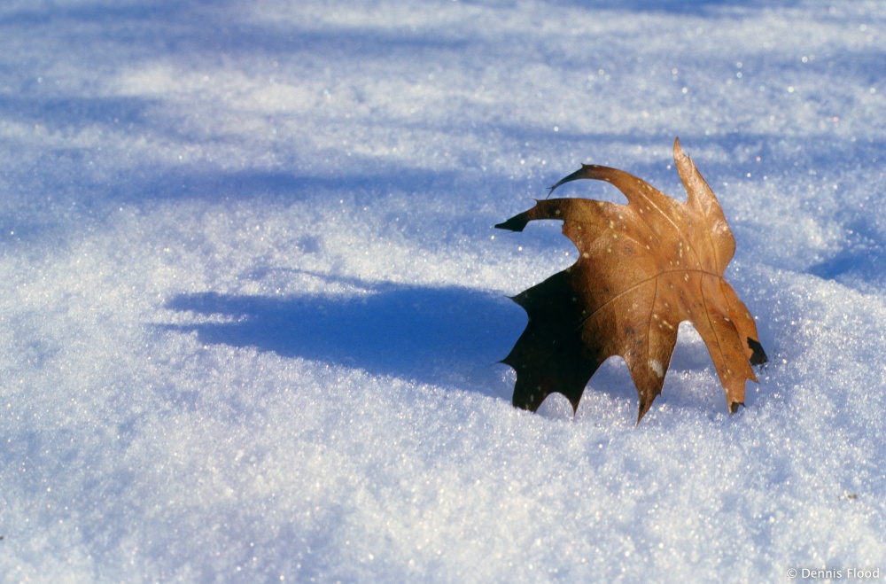 Leaf On Snow