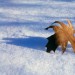 Leaf On Snow