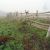 Foggy Wooden Fence