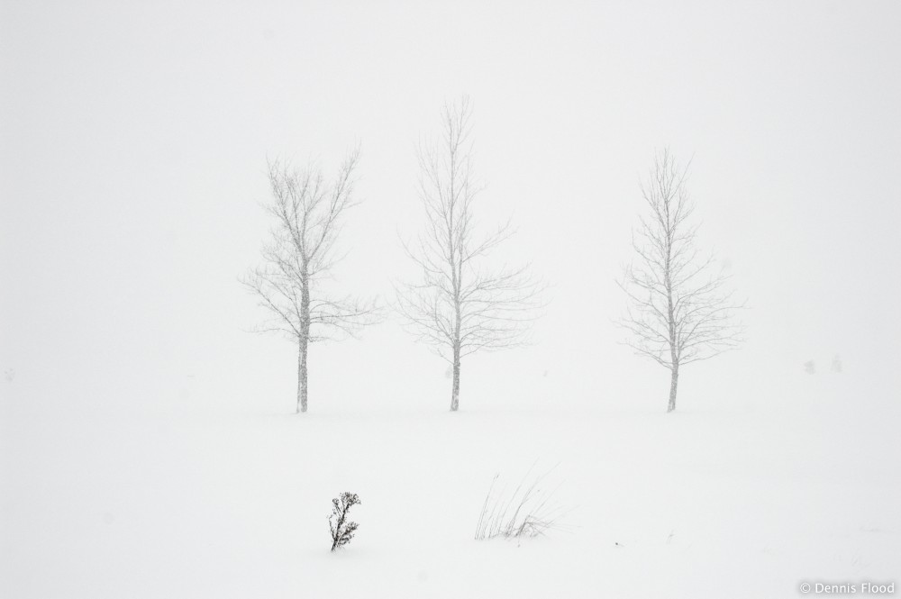 Three Trees in a Blizzard