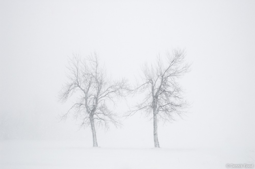 Two Trees in a Storm