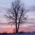 Oak Tree at Dusk