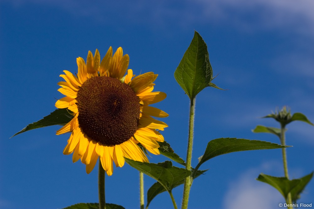 Sunflower Against a Blue Sky