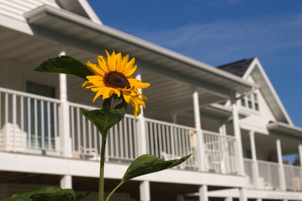 Sunflower by a White Building