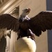 Penn Station Eagle