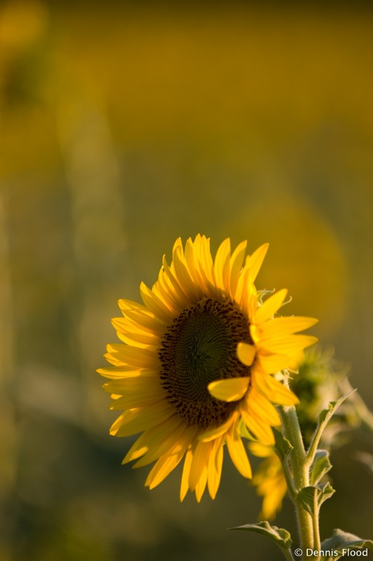 A Sunflower