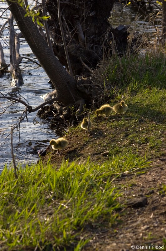 Baby Geese