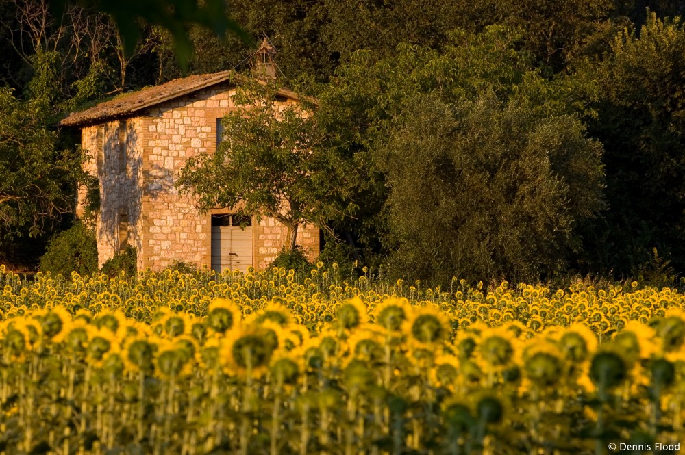Field of Shy Sunflowers