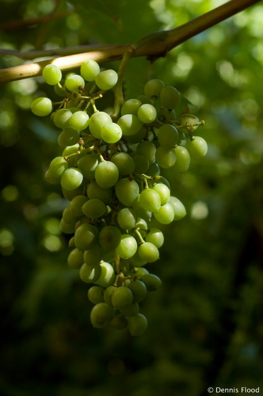 Green Grapes on a Vine