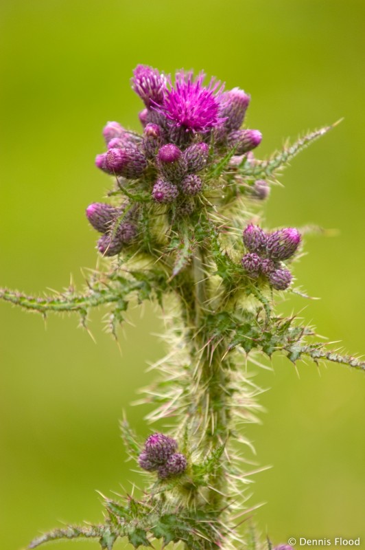 Irish Thistle