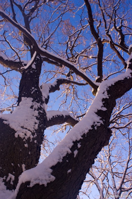 Looking Up at a Snowy Oak