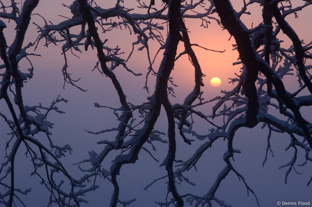 Oak Tree Branches at Sunrise