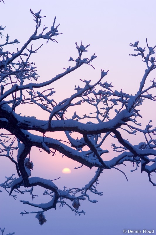 Oak Tree at Winter Sunrise