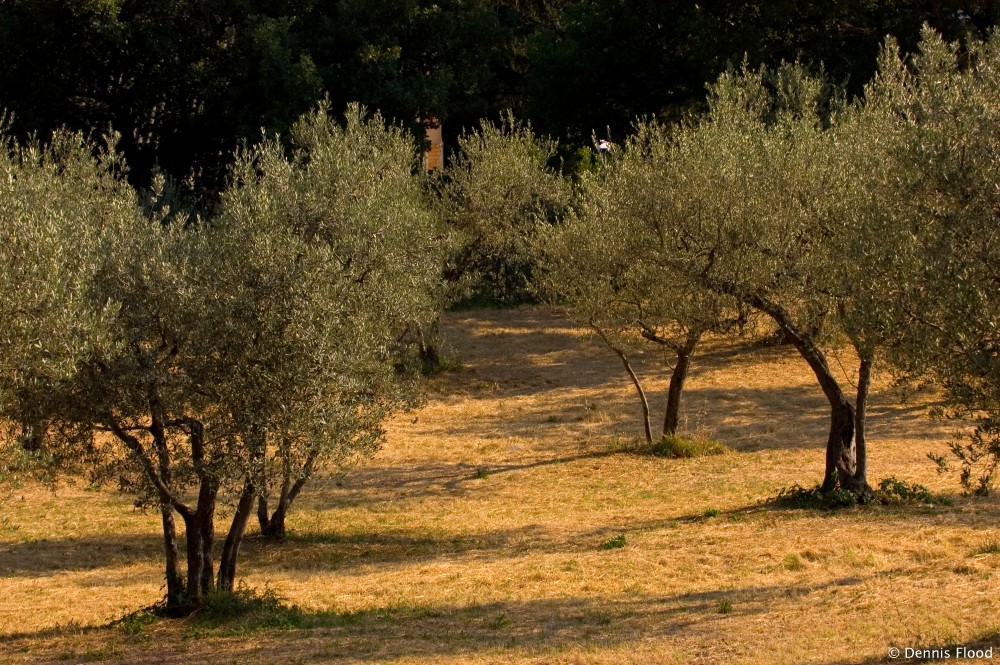 Olive Orchard