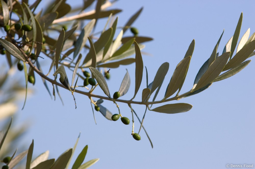 Olives Growing