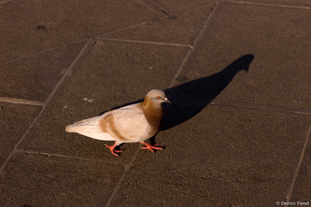 Pigeon and His Shadow