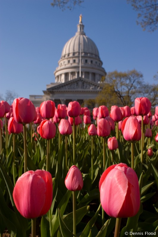 Pink Wisconsin Tulips