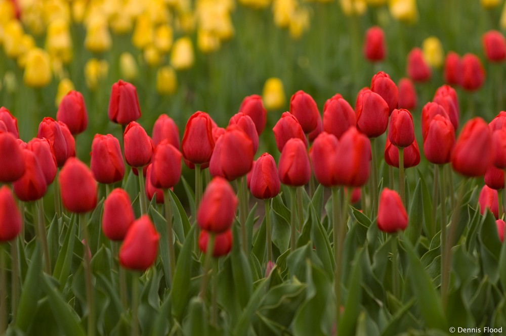 Red and Yellow Tulips