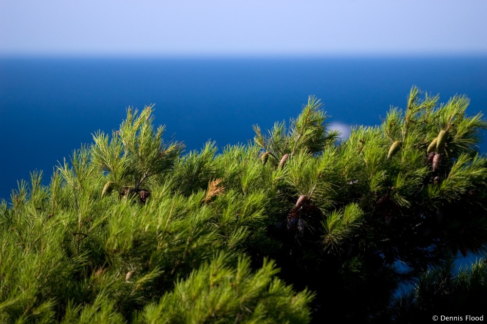 Seaside Evergreen Tree