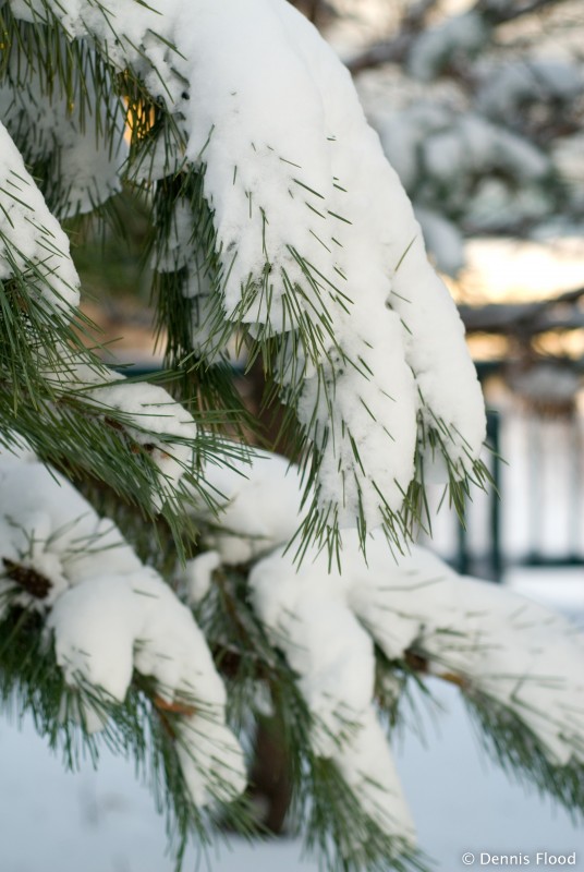 Snow-Covered Evergreen Tree