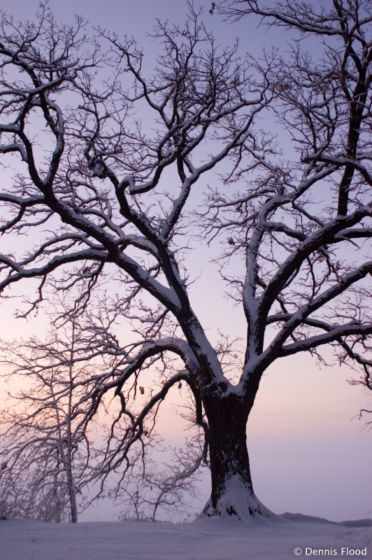 Snowy Oak Tree