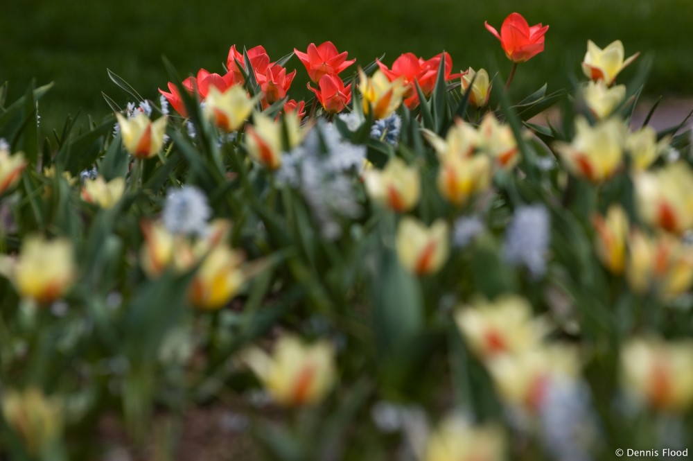 Spring Flowers