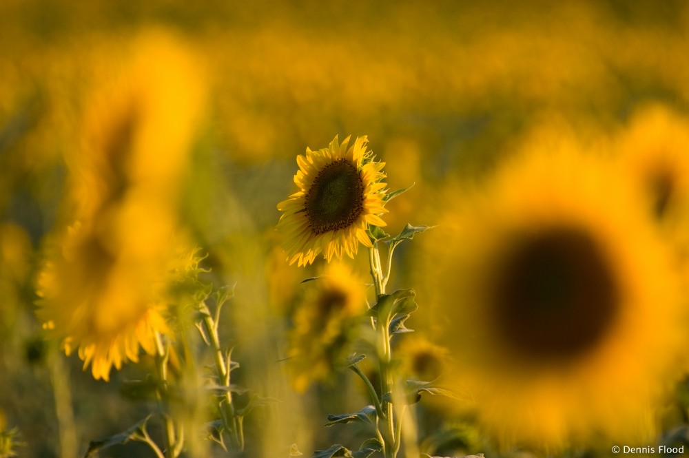 Sunflower in a Crowd