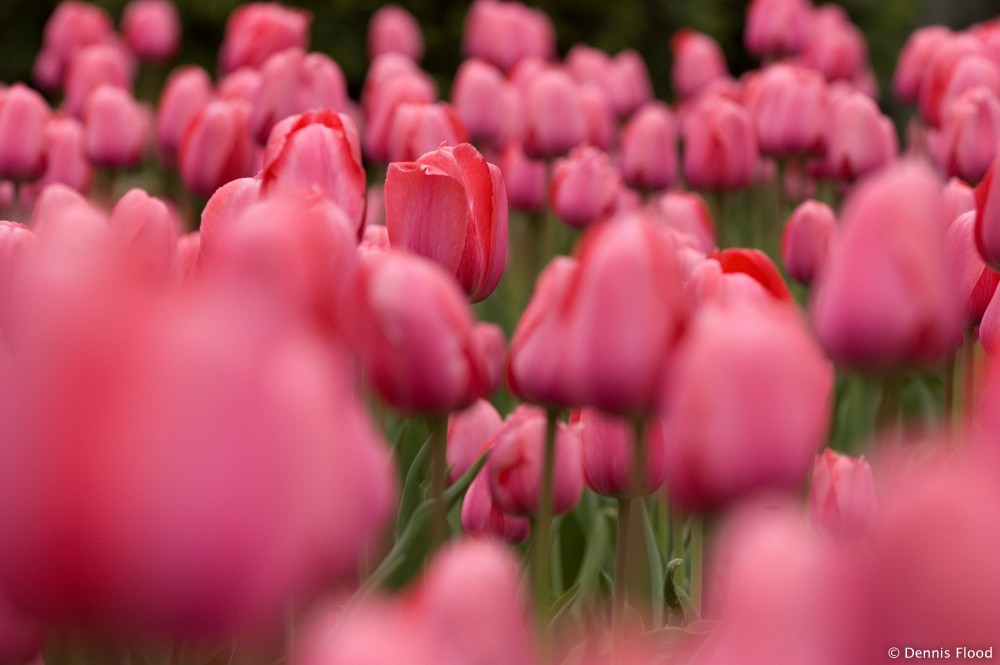 Tulip Garden