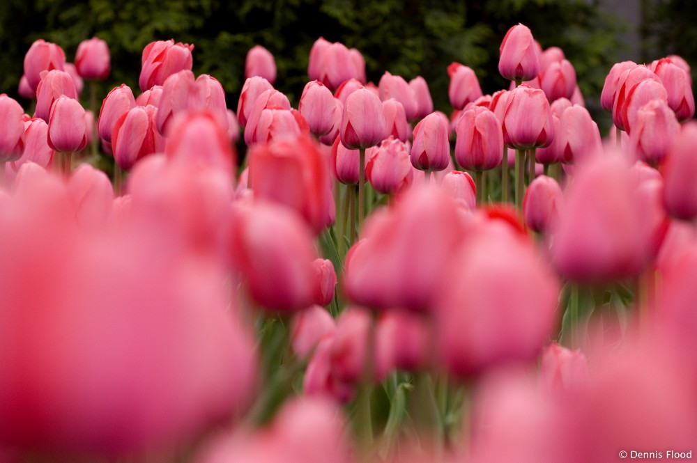 Tulip Garden