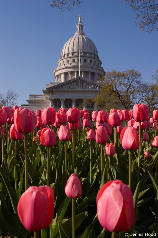 Wisconsin Tulips