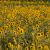 Field of Sunflowers