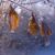 Frosted Brown Leaves