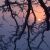 Oak Tree Branches at Sunrise