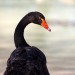 Black Swan